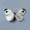 Psyche1 Leptosia nina